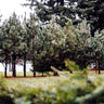 Black Hills Ponderosa Pine Tree