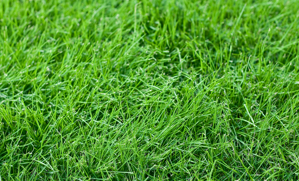 red fescue grass