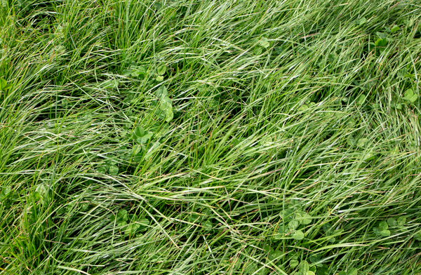 ryegrass