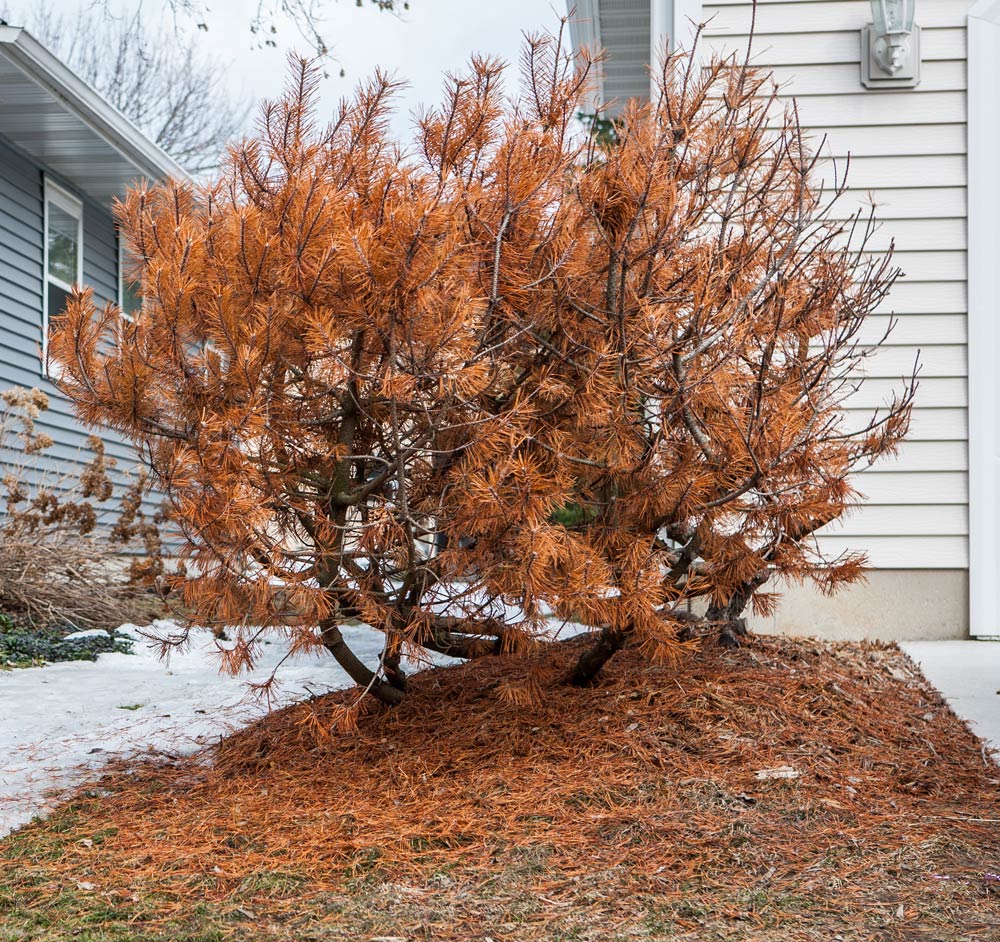 Image of a "burned" evergreen with dry, red-orange foliage