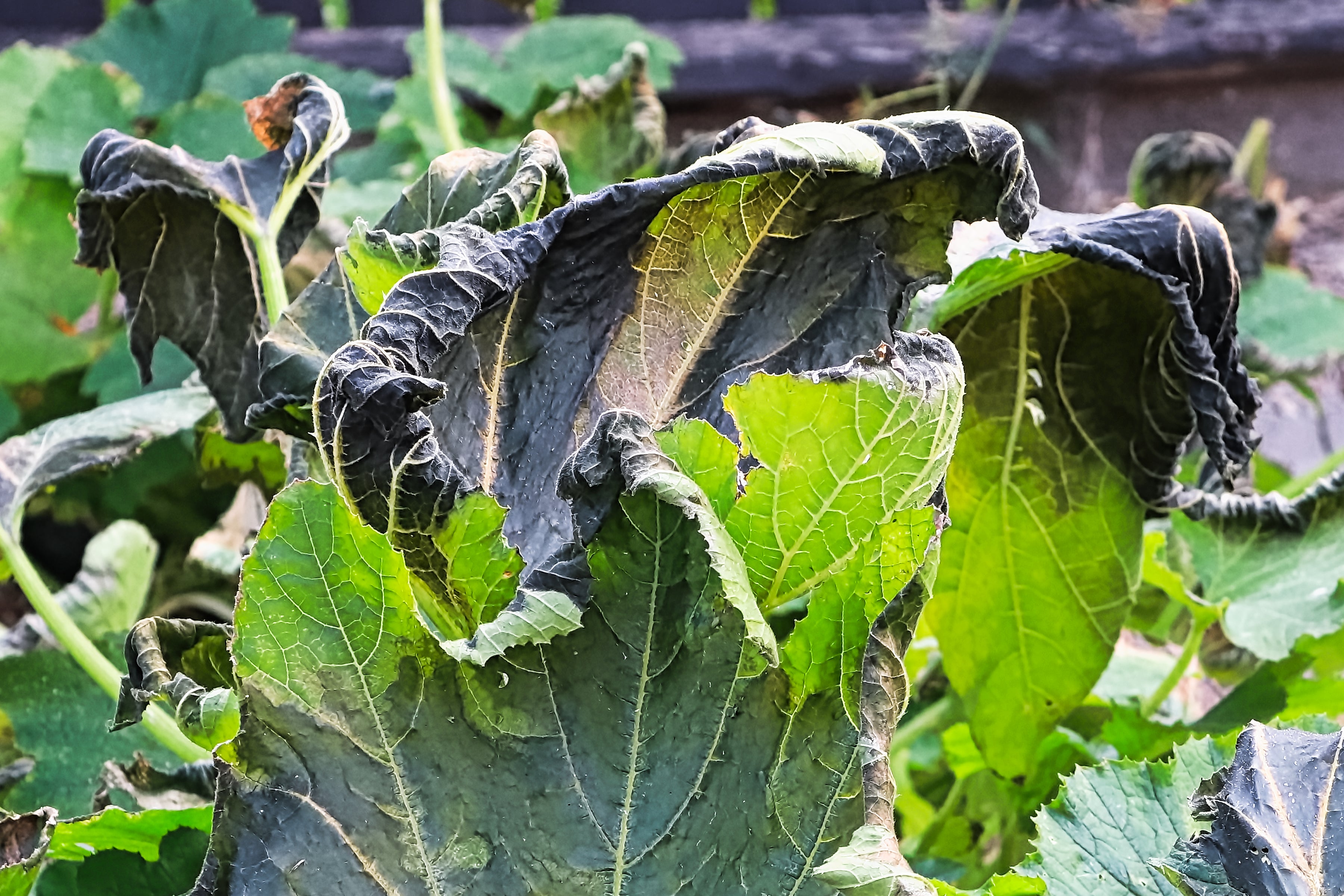 Wilted, blackened foliage from cold damage.