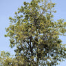 Soursop 'Guanabana' Tree