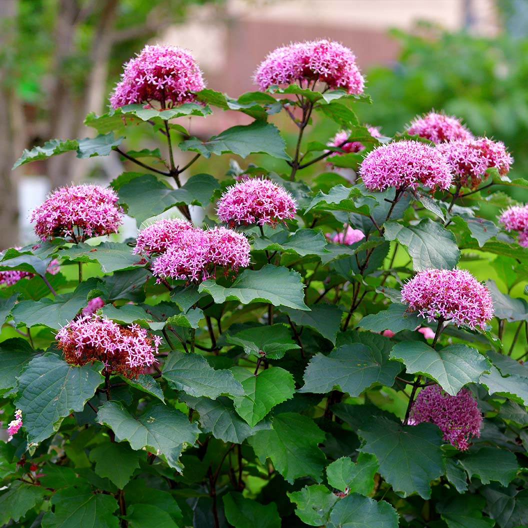 Starburst Bush