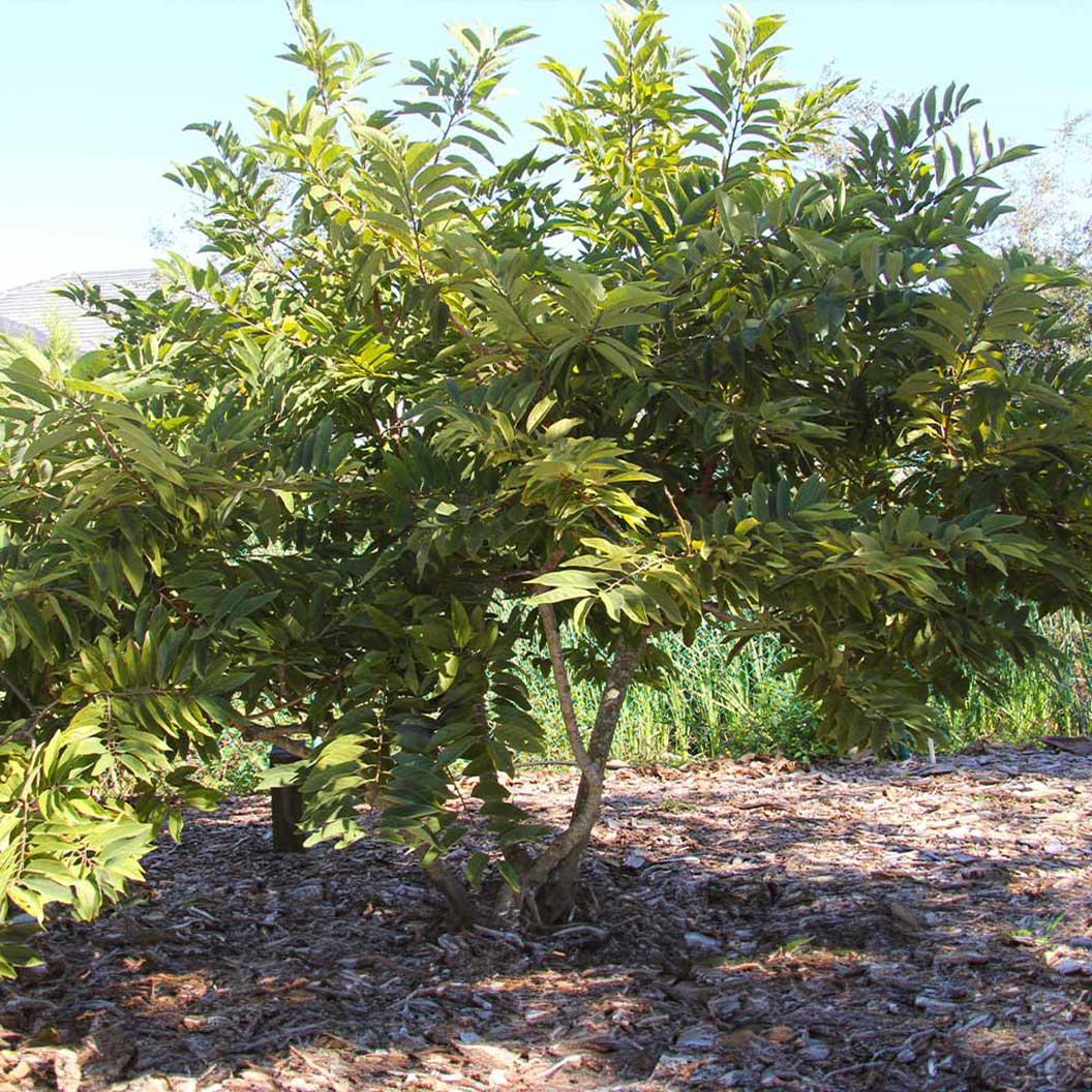 Sugar Apple (Sweetsop) Tree