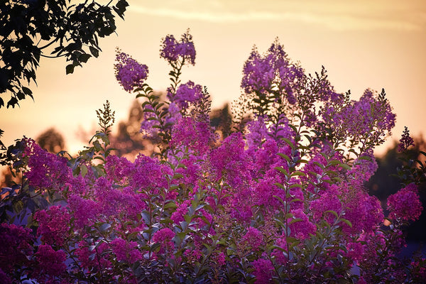 Crape Myrtles