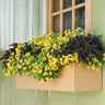 Proven Winners Superbells® Lemon Slice Calibrachoa