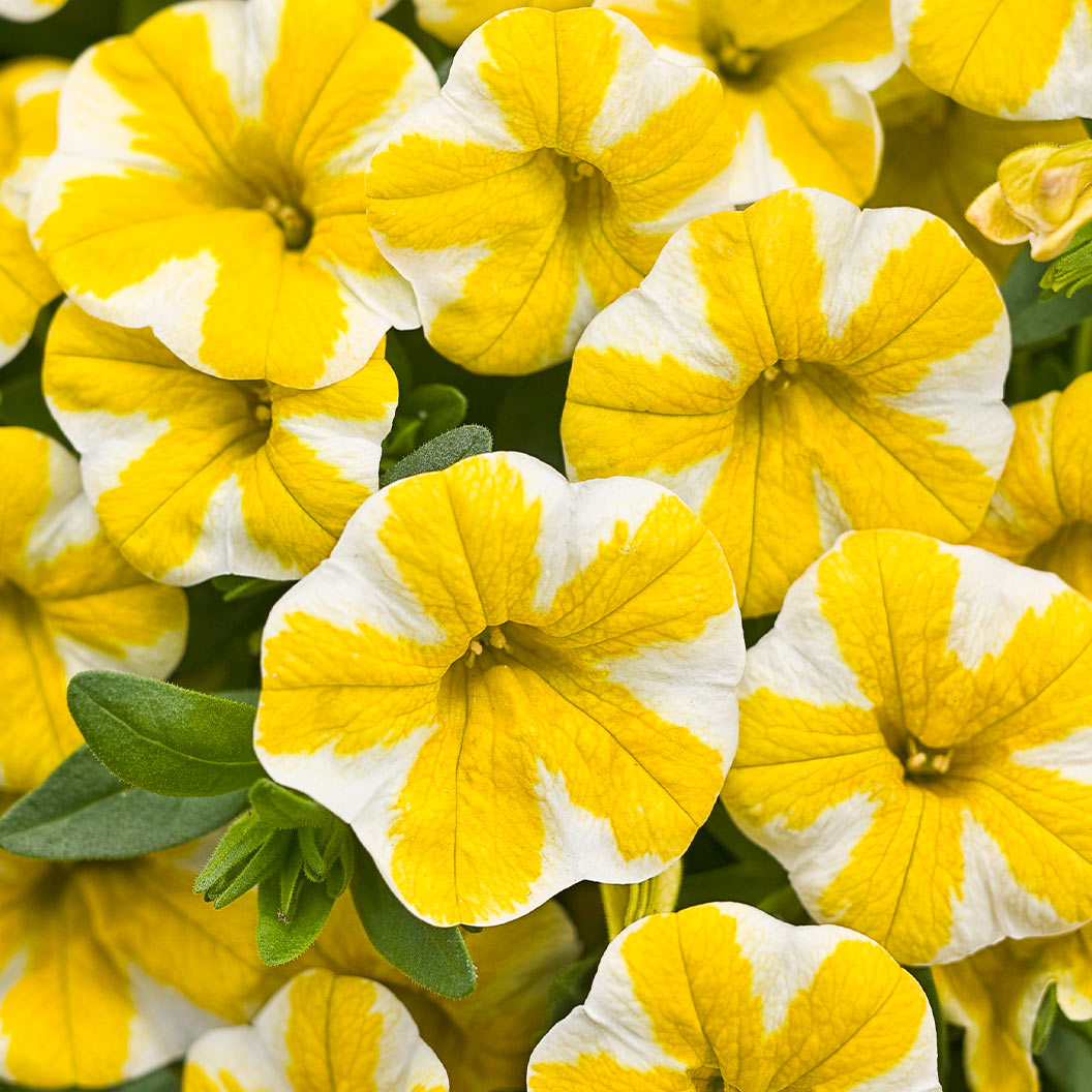 Proven Winners Superbells® Lemon Slice Calibrachoa