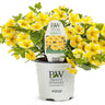 Proven Winners Superbells® Lemon Slice Calibrachoa