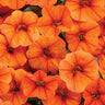 Proven Winners Superbells® Dreamsicle Calibrachoa