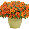 Proven Winners Superbells® Dreamsicle Calibrachoa