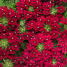 Proven Winners Superbena Royale® Romance Verbena