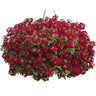 Proven Winners Superbena Royale® Romance Verbena