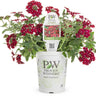 Proven Winners Superbena Royale® Romance Verbena