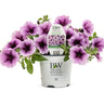 Proven Winners Supertunia® Bordeaux™ Petunia