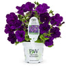 Proven Winners Supertunia® Royal Velvet Petunia
