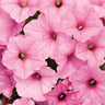 Proven Winners Supertunia Vista® Bubblegum Petunia