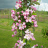 Tasty Red™ Columnar Apple