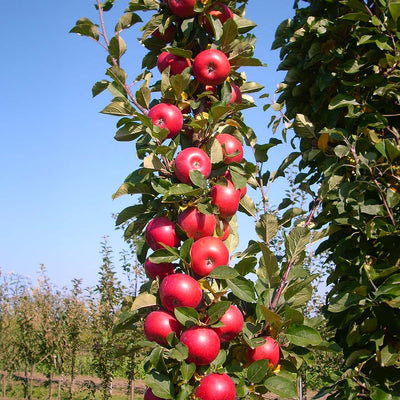 Columnar Apples – Growing Fruits in the Small Home Orchard