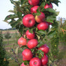 Tasty Red™ Columnar Apple