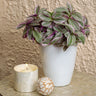 Proven Winners Feeling Flirty™ Purple Tradescantia