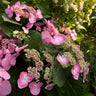 Endless Summer® Twist-n-Shout® Hydrangea