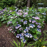 Endless Summer® Twist-n-Shout® Hydrangea