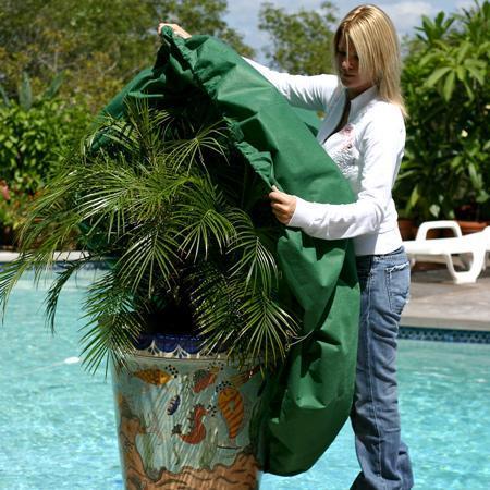 Woman covering a patio plant with a frost blanket