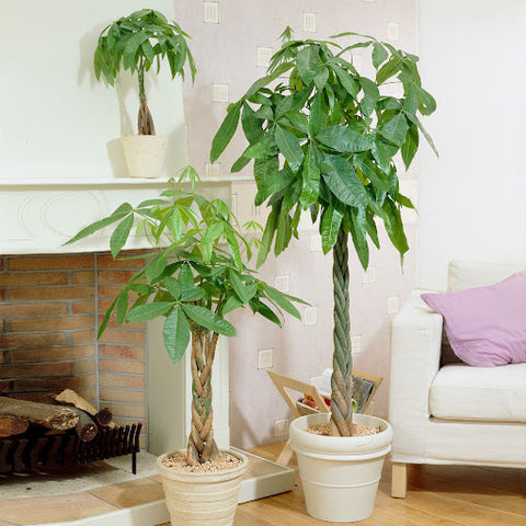 Three Money Trees in pots adorning a cozy living room