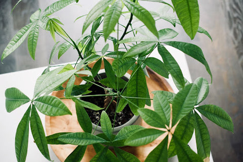 Lush green Money Tree plant in a wooden pot