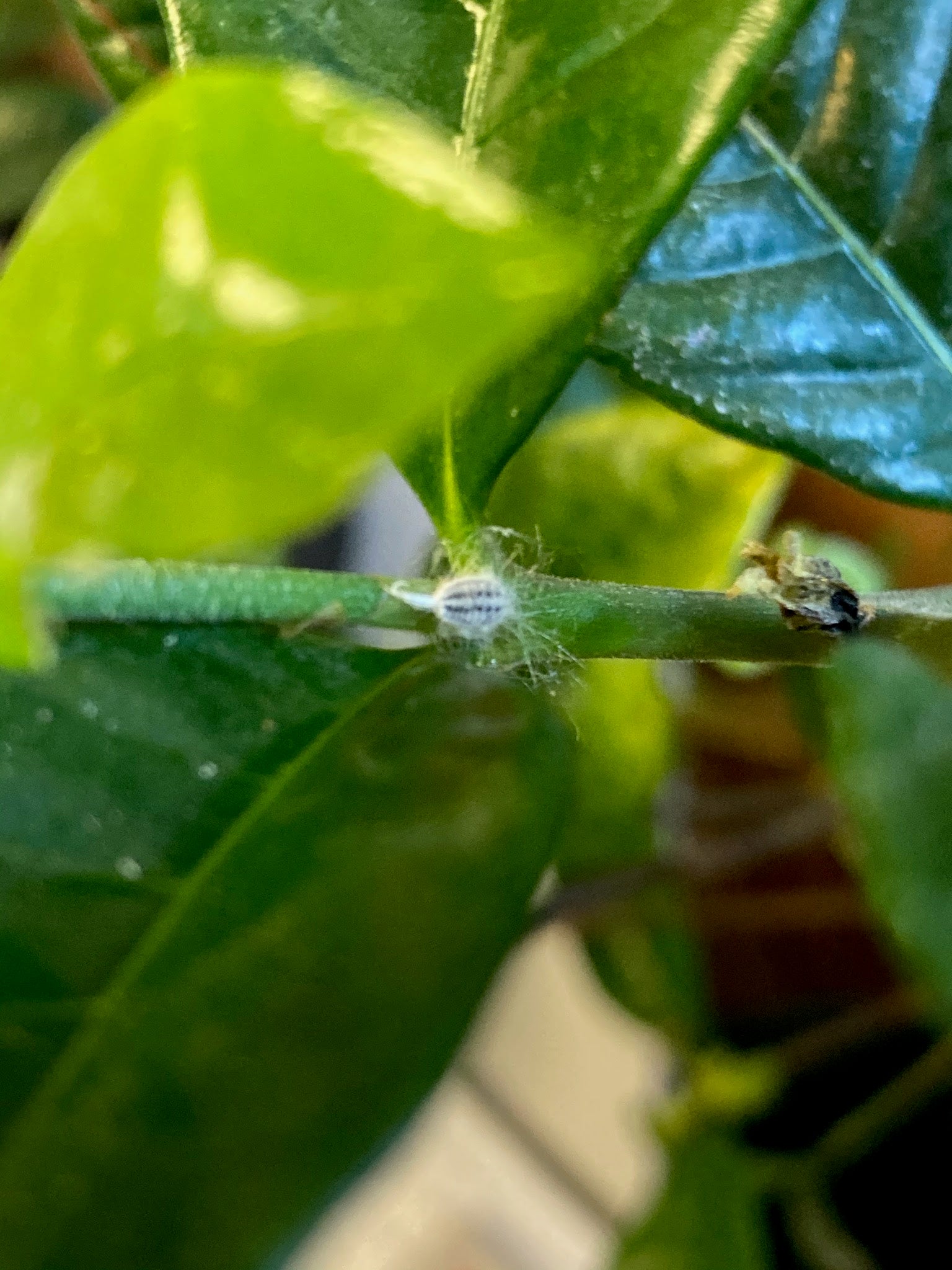 Mealybugs on Plant