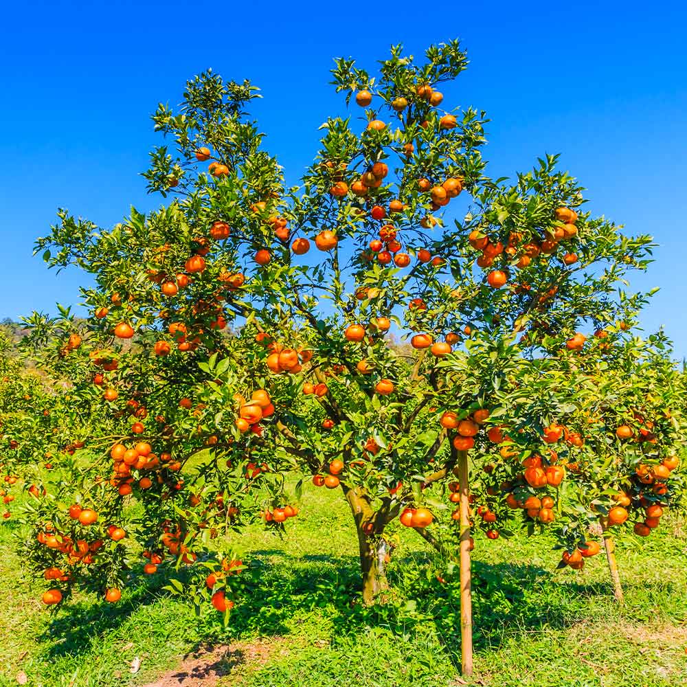 Valencia Orange Tree