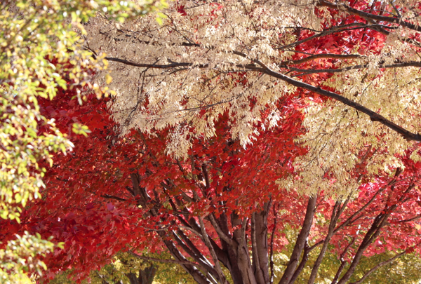 warm fall colors