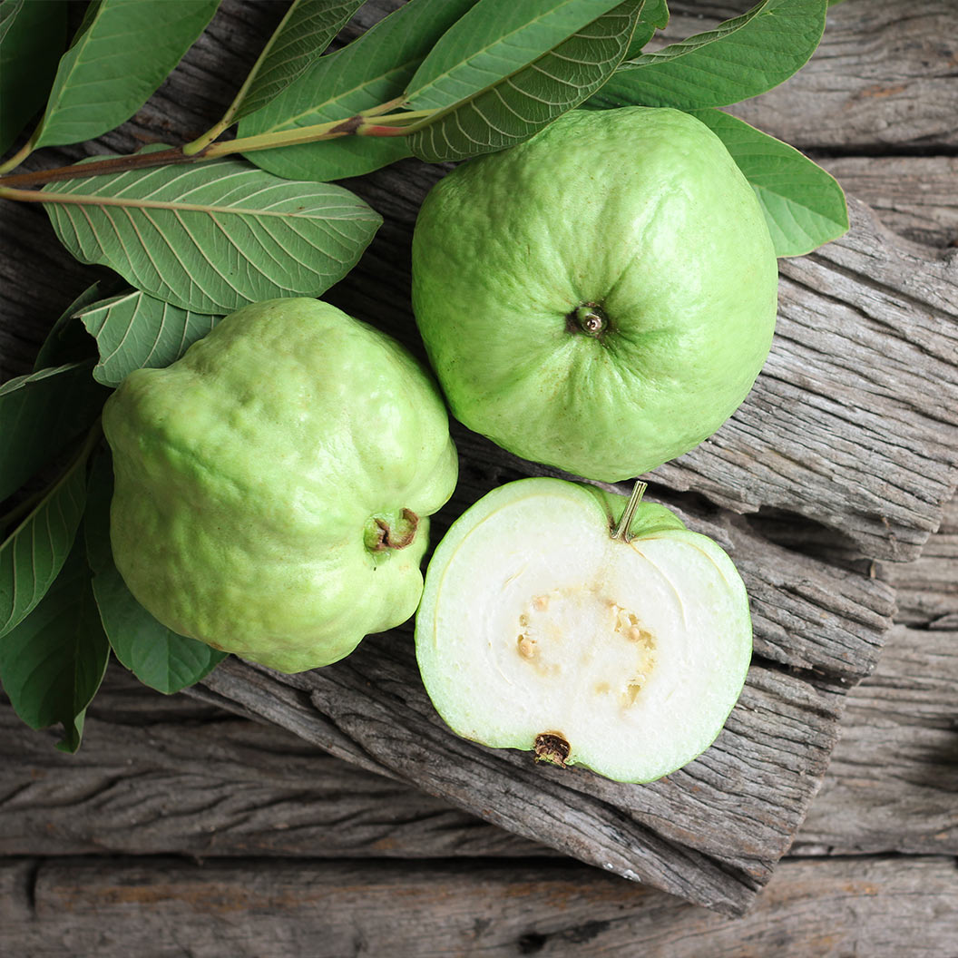 Tropical White Guava Tree