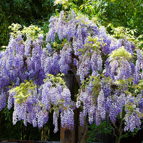 Lush Chinese Wisteria in full bloom, hanging from a pergola.