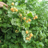 Golden Raspberry