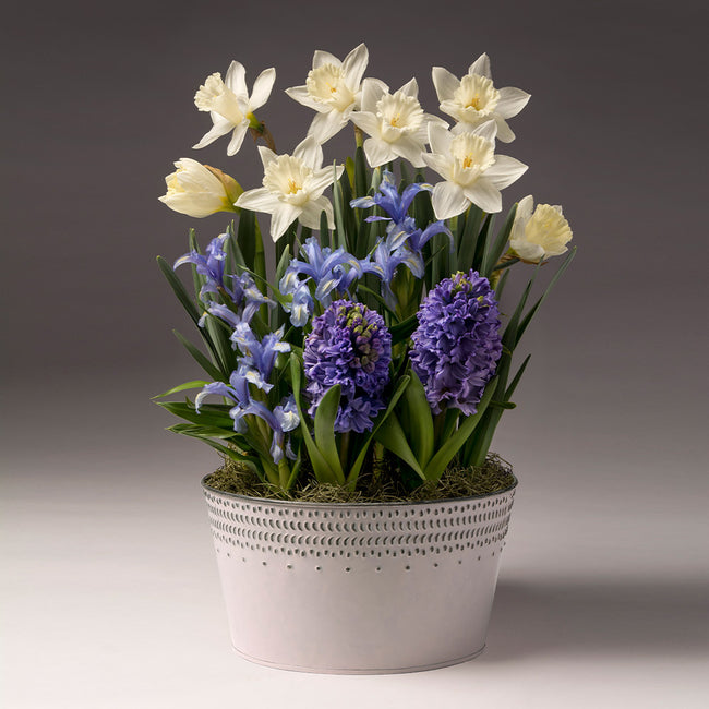 White Narcissus with Blue Hyacinth and Iris