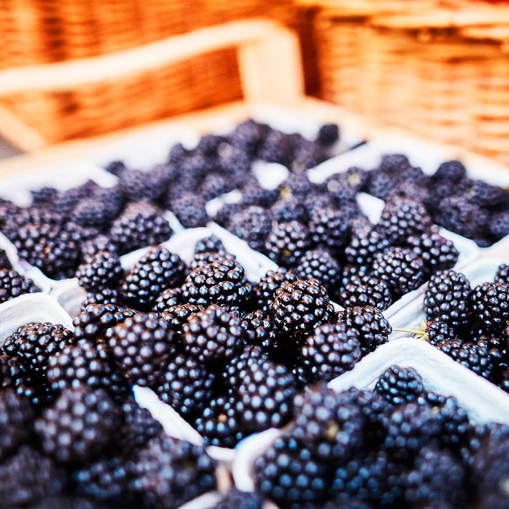 3-in-1 Thornless Blackberry Bush