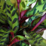 Calathea Rattlesnake with Decorative Pot