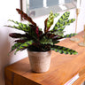 Calathea Rattlesnake with Decorative Pot