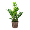 ZZ Plant in Decorative Pot