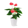 Pink Anthurium