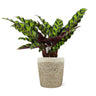 Calathea Rattlesnake with Decorative Pot