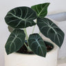 Alocasia Black Velvet