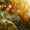 Red Abyssinian Banana Tree