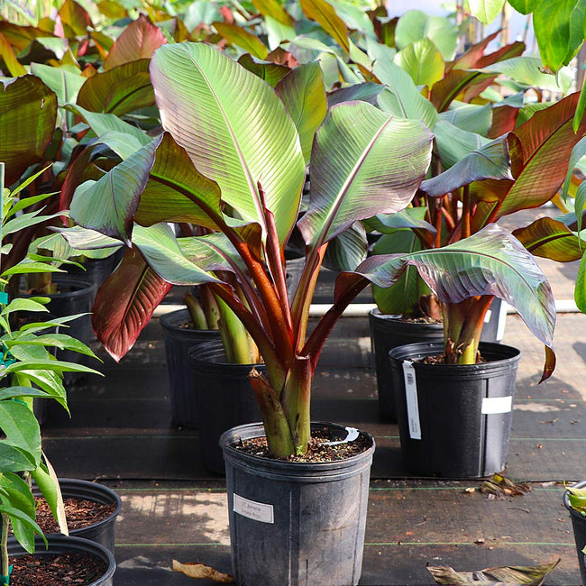 red banana leaf plant