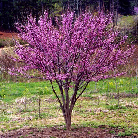 Ace Of Hearts Redbud Trees For Sale Fastgrowingtrees Com