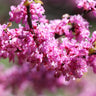 Ace of Hearts Redbud Tree