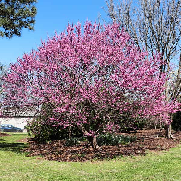 Ace of Hearts Redbud Tree