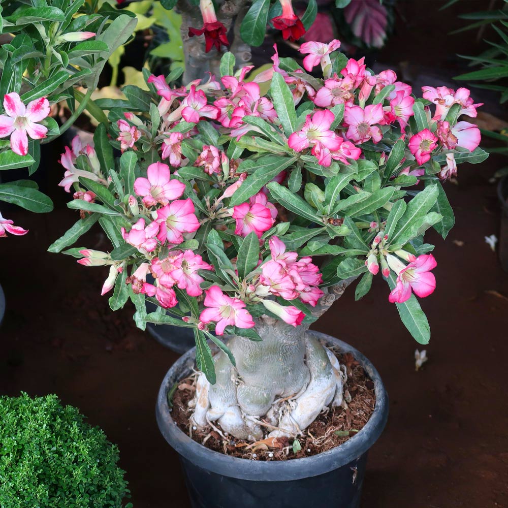 Growing Desert Roses  Living Color Garden Center