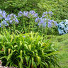 Blue Agapanthus (Lily of the Nile)